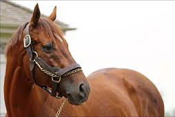 Flower Alley double highlighted by impressive debut winner